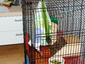 Au�engestaltung a la Broscha