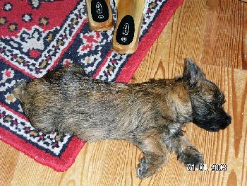 Mikado, unser Cairn-Terrier