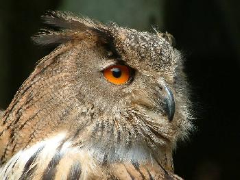 Jabba-Wooky: Ausdrucksstarker Blick�
