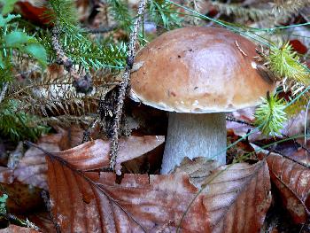 Beim Steinpilz suchen