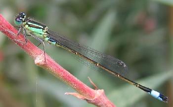 Libelle im Schweriner Schlossgarten