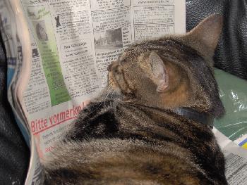 Poki sucht ein neues Zuhause?!?