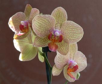 Orchidee 1
