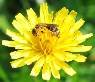 Biene beim Pollenbad