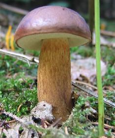 Steht ein Pilz allein im Walde
