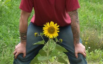 So ne Blume, Sonnenblume