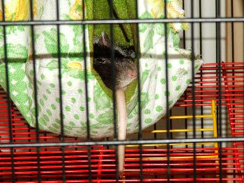 Broschas neue Art zu schlafen - auf dem eigenen Schw�nzchen