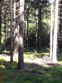 Wald2