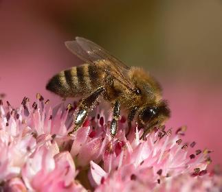Bienchen bei  der Arbeit