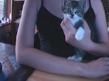 FairyofForest: Meine Katze