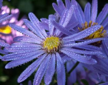 Aster
