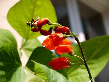 Feuerrot