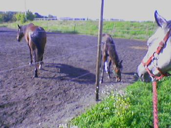 Trabrennbahn Karlshorst 1