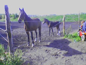 Trabrennbahn Karlshorst 2