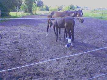 Trabrennbahn Karlshorst 3