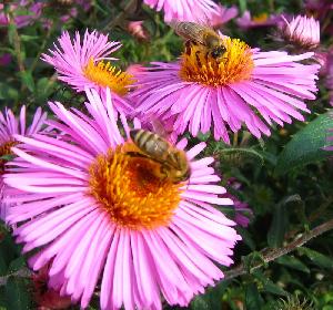 Bienen beim um die Wette Saugen
