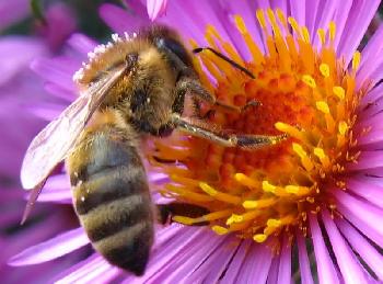 Biene in Nahaufnahme beim Pollensammeln
