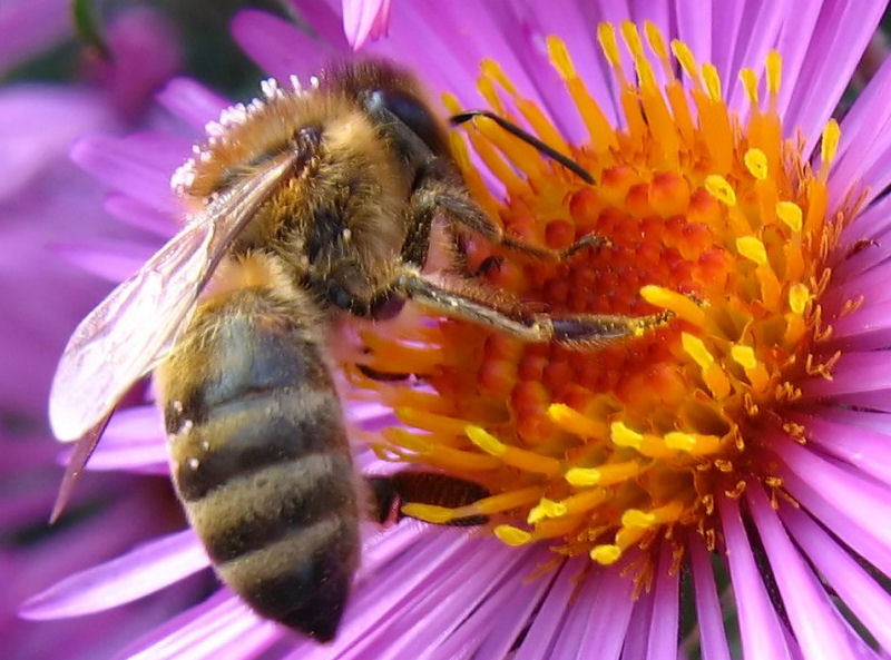 Biene in Nahaufnahme beim Pollensammeln