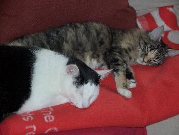 Maye und Joey beim chillen
