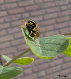 Wespe Front (Bildausschnitt)
