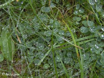 Regentropfen auf Klee