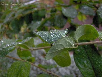 Regentropfen auf Bl�tter (2)