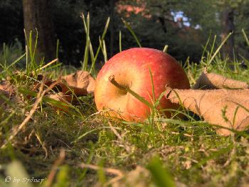 Fallobst (2)