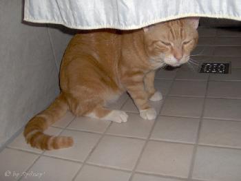 Der Digge in der Dusche