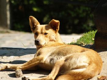 Stra�enk�ter - sunny afternoon