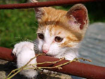 halt mich fest ; Straenkatze 1