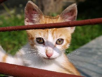 Augensterne ; Stra�enkatze 2