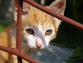 Stille Wasser ; Straenkatze 3