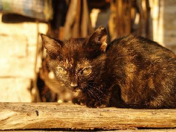 Gut getarnt ; Straenkatze 4