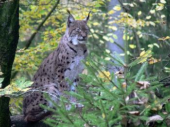 Gro�e Katze