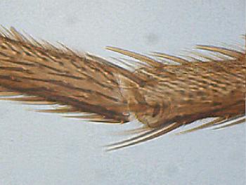 Beine einer Hausfliege