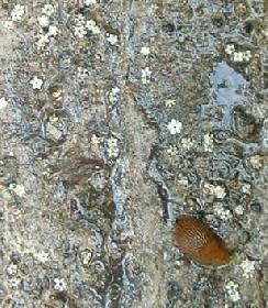 Nacktschnecke und Hollunderbl�ten auf Beton nach dem Regen.