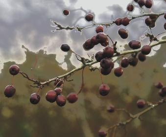 Beeren