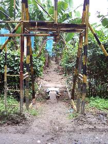 Bananenplantage in Chirigua