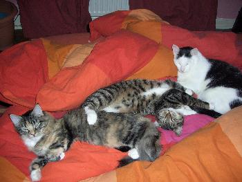 Siesta
