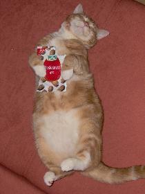 Muskatnuss, die Katzendroge? :)