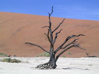 Insulanerin: Dead Vlei in der Namib Desert