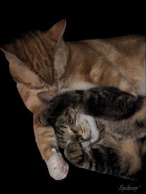 Schmusende Katzen - Diger & Poki