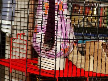 Broscha - tierische Bequemlichkeit