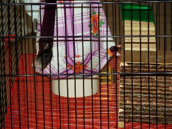  Broscha - tierische Bequemlichkeit - und so siehts von der Seite aus