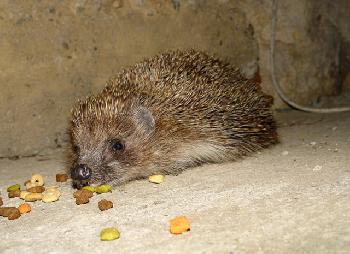 hermann45: Igel
