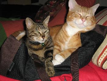 Sie teilen sich sogar meine Handtasche :)