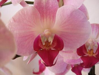 Phalaenopsis