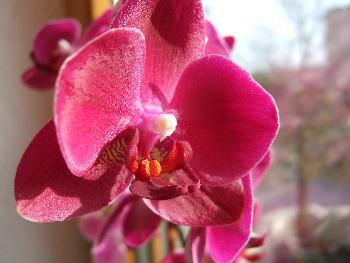 Orchideenbl�te