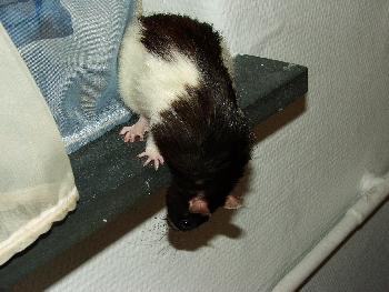 Hmm, scheint recht hoch zu sein - trotzdem springe ich da mal runter