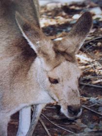 Kangaroo